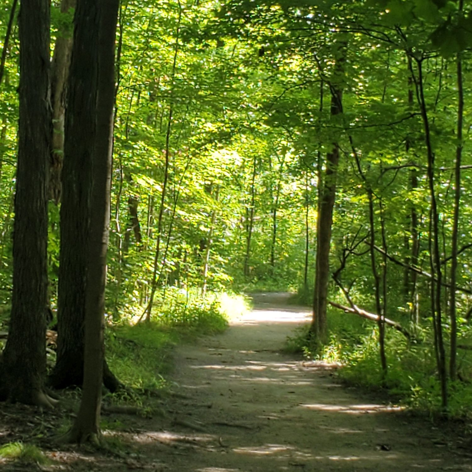 Stanford and Brandywine Gorge Trails 